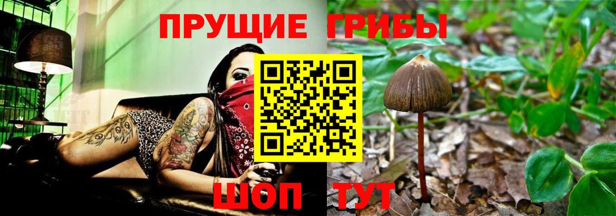 Галлюциногенные грибы мухоморы Горно-Алтайск